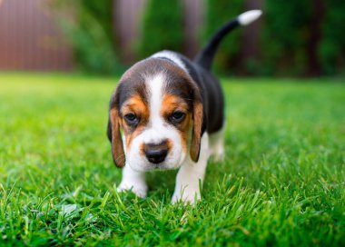 Küçük bir köpek yavrusu. Güzel köpek yavrusu üç haftalık. Bulanık yeşil çimlerin arka planında. Yüksek kalite fotoğraf