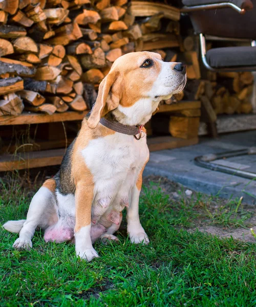 A beagle dog sits on a background of blurred grass and firewood. An old dog that recently gave birth to puppies. High quality photo