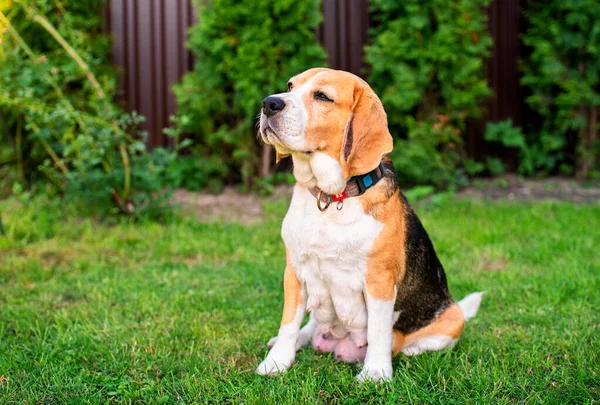 A beagle dog sits on a background of blurred grass. An old dog that recently gave birth to puppies. High quality photo