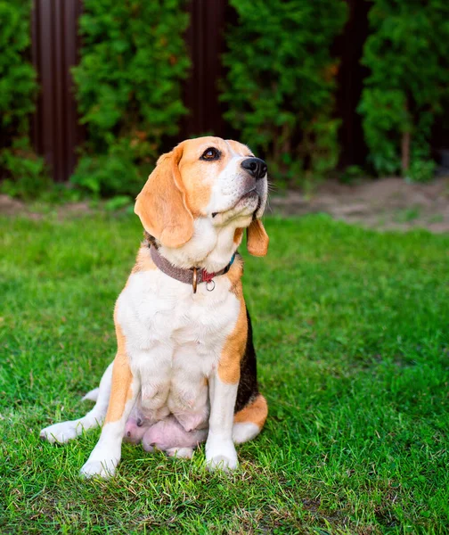 A beagle dog sits on a background of blurred grass. An old dog that recently gave birth to puppies. High quality photo