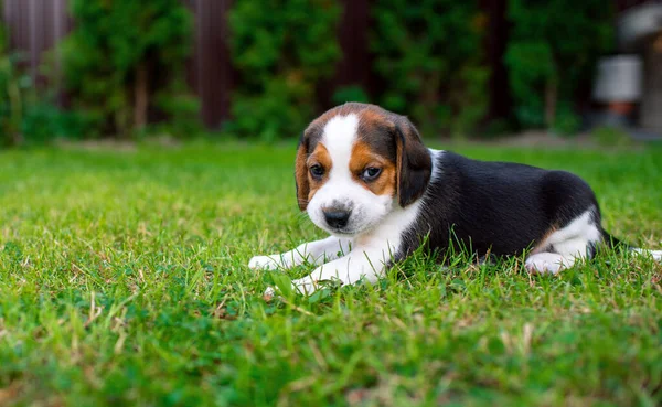 Small Beagle Puppy Beautiful Puppy Three Weeks Old Lies Background — Photo