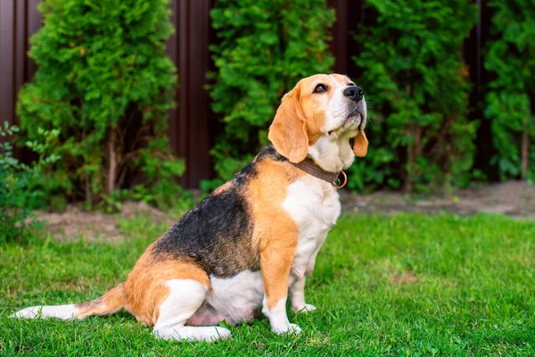 Beagle Dog Sits Background Blurred Grass Old Dog Recently Gave — Stockfoto