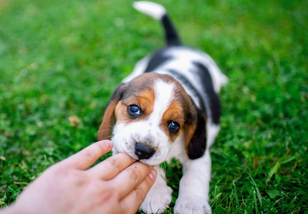 A small beagle puppy bites the fingers of the hand. It lies on a background of blurred green grass. High quality photo