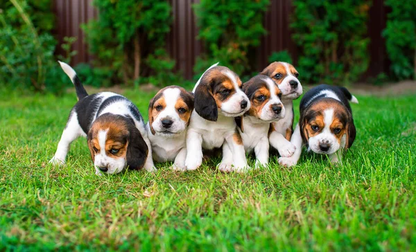 Small Puppies Beagle Breed Many Puppies Background Blurred Green Grass — 图库照片