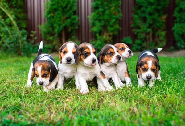 Small Puppies Beagle Breed Many Puppies Background Blurred Green Grass — 图库照片