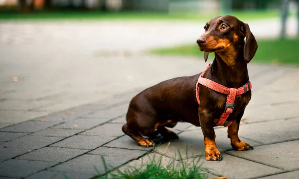 Dachshund Dog Brown Girl Six Months Old Dog Sits Background — Photo