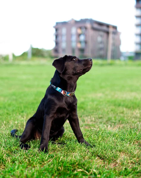 Labrador dog. A black dog sits on a background of green blurred grass. A beautiful dog. The photo is blurred. High quality photo