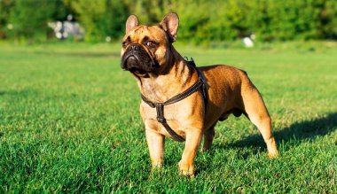 The dog is a yellow French bulldog with a neck brace. He stands on a background of blurred green grass and trees. High quality photo