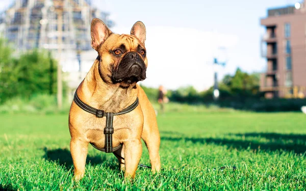 Dog French Bulldog Dog Stands Background Blurred Green Grass Houses — Photo