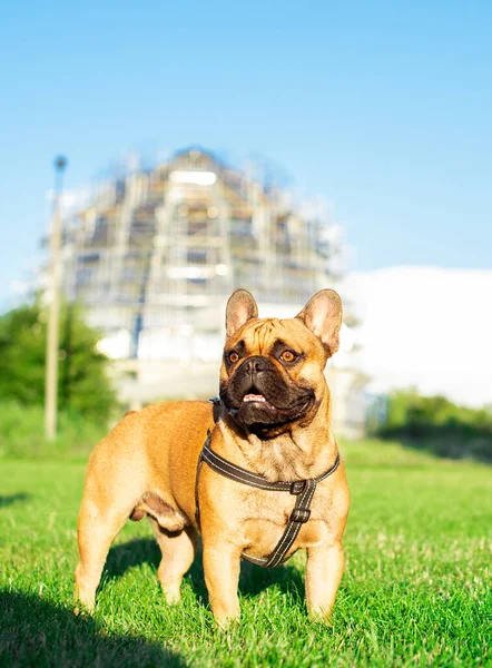 The dog is a French bulldog. The dog stands on a background of blurred green grass and houses. Yellow French bulldog with a black muzzle. The photo is blurred. High quality photo