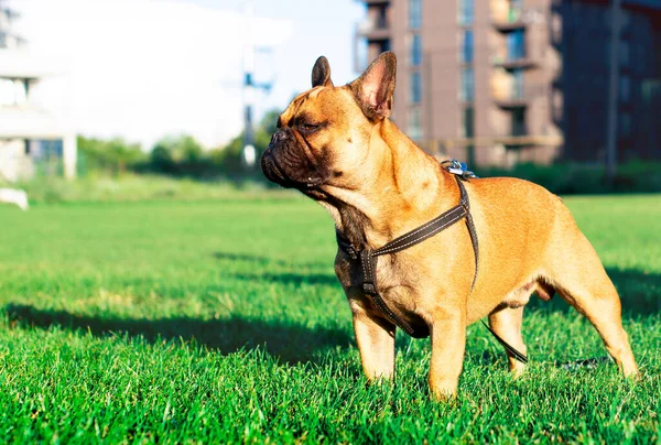 The dog is a French bulldog. The dog stands on a background of blurred green grass and houses. Yellow French bulldog with a black muzzle. The photo is blurred. High quality photo