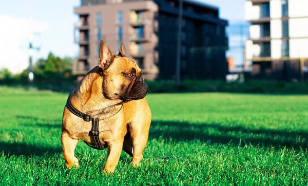 Dog French Bulldog Dog Stands Background Blurred Green Grass Houses — Zdjęcie stockowe
