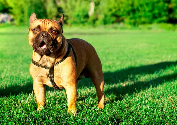 Dog Yellow French Bulldog Neck Brace Stands Background Blurred Green — Photo