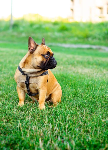 The dog is a French bulldog. The dog sits on a background of blurred green grass and houses. Yellow French bulldog with a black muzzle. The photo is blurred. High quality photo