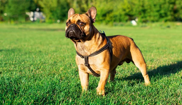 Dog Yellow French Bulldog Neck Brace Stands Background Blurred Green — Zdjęcie stockowe