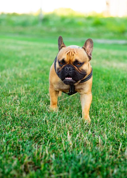 Dog French Bulldog Breed Dog Stands Background Blurred Green Grass — Stock Fotó