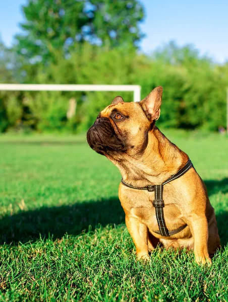 The dog is a French bulldog. The dog is sitting on a background of blurred green grass. Yellow French bulldog with a black muzzle. The photo is blurred. High quality photo