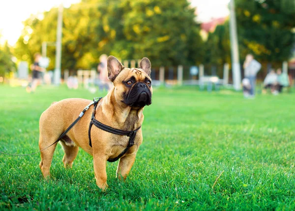 Dog Yellow French Bulldog Neck Brace Stands Background Blurred Green — Photo