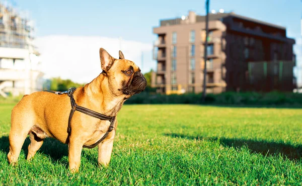Dog French Bulldog Dog Stands Background Blurred Green Grass Houses — Fotografia de Stock