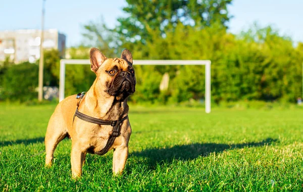 The dog is a French bulldog. The dog is sitting on a background of blurred green grass and houses. Yellow French bulldog with a black muzzle. The photo is blurred. High quality photo