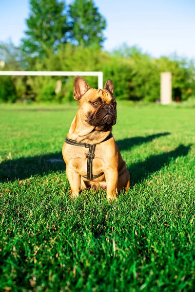 The dog is a French bulldog. The dog is sitting on a background of blurred green grass. Yellow French bulldog with a black muzzle. The photo is blurred. High quality photo