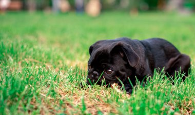 The black pug dog is six months old. He lies in the grass against a background of blurred green trees. A cute puppy has a collar around his neck. The photo is blurred. High quality photo