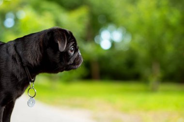 The black pug dog is six months old. He stands in profile against a background of blurred green trees. A cute puppy has a collar around his neck. The photo is blurred. High quality photo