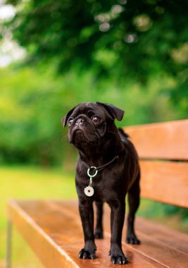 The pug is six months old. He is standing on a bench. The black dog has a collar with a pendant around its neck. It is against the background of blurred green trees. The photo is blurred.