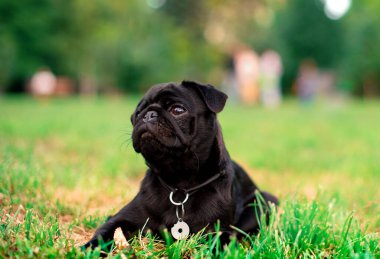 The black pug dog is six months old. He lies in the grass against a background of blurred green trees. A cute puppy has a collar around his neck. The photo is blurred. High quality photo