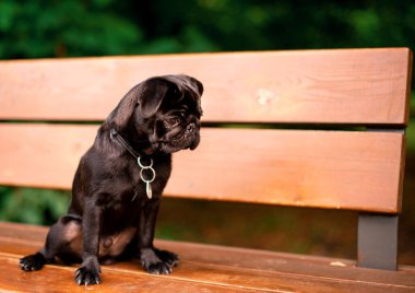 The pug is six months old. He is sitting on a bench. The black dog has a collar with a pendant around its Background of blurred green trees. The photo is blurred. High quality photo