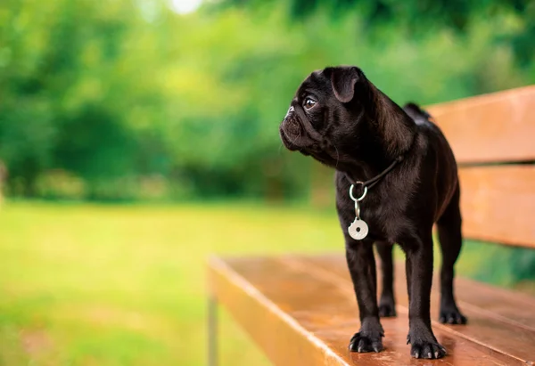 The pug is six months old. He is standing on a bench. The black dog has a collar with a pendant around its neck. It is against the background of blurred green trees. The photo is blurred.