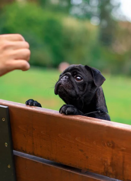 Black Pug Dog Bench Looks Coachs Hand Dog Background Blurred — Stock Fotó