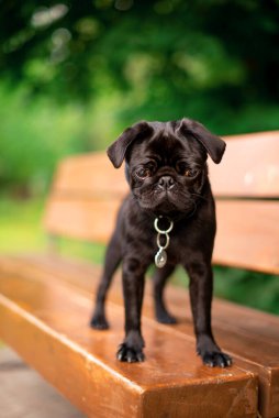 The pug is six months old. He is standing on a bench. The black dog has a collar with a pendant around its neck. It is against the background of blurred green trees. The photo is blurred.