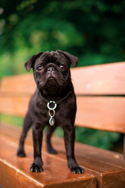 The pug is six months old. He is standing on a bench. The black dog has a collar with a pendant around its neck. It is against the background of blurred green trees. The photo is blurred.