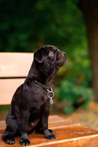 The pug dog is six months old. He is sitting on a bench. The dog is black. He looks up against a background of blurred green trees. The photo is blurred. High quality photo