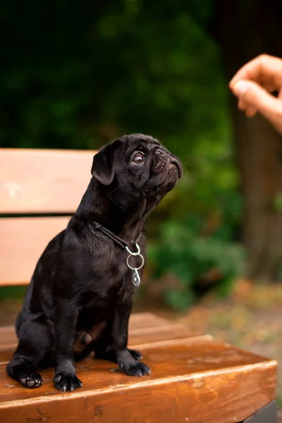 The pug dog is six months old. He is sitting on a bench. The dog is black. He looks up against a background of blurred green trees. The photo is blurred. High quality photo