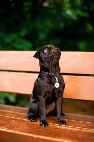 The pug dog is six months old. He is sitting on a bench. The dog is black. He looks up against a background of blurred green trees. The photo is blurred. High quality photo