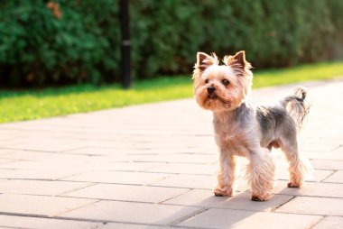 Dog breed Yorkshire terrier. He is 8 years old. The dog is standing on the path on the background of blurred grass. The photo is blurred. High quality photo