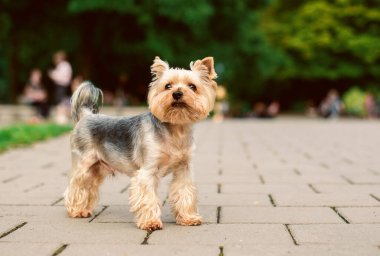 A dog of the Yorkshire terrier breed stands on the sidewalk against a background of blurred green grass and trees. A beautiful dog looks carefully on the background of the park. The photo is blurred.