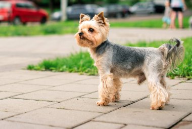 A dog of the Yorkshire terrier breed stands on the sidewalk against a background of blurred green grass. A beautiful dog looks carefully on the background of a road with cars. The photo is blurred.