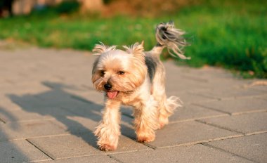 A dog of the Yorkshire terrier breed stands on the sidewalk against a background. The dog is illuminated by the rays of the sun. The beautiful dog is eight years old. The photo is blurred. 
