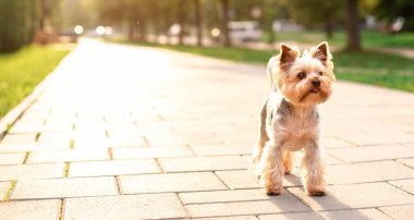 A dog of the Yorkshire terrier breed stands against the background of blurred trees and the sunset. The beautiful dog is eight years old. The photo is blurred. High quality photo
