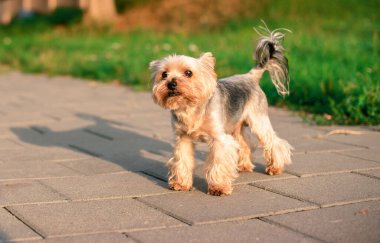 A dog of the Yorkshire terrier breed stands on the sidewalk against a background. The dog is illuminated by the rays of the sun. The beautiful dog is eight years old. The photo is blurred. 