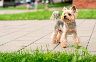A dog of the Yorkshire terrier breed stands on the sidewalk against a background of blurred green grass. A beautiful dog looks carefully on the background of a road with cars. The photo is blurred.