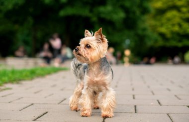 A dog of the Yorkshire terrier breed stands on the sidewalk against a background of blurred green grass and trees. A beautiful dog looks carefully on the background of the park. The photo is blurred.