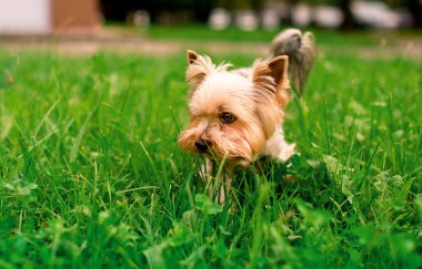 A dog of the Yorkshire terrier breed stands on a background of blurred green grass. The beautiful dog is eight years old. The photo is blurred. High quality photo