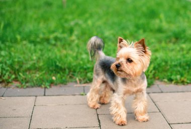 A dog of the Yorkshire terrier breed stands on the sidewalk against a background of blurred green grass and trees. A beautiful dog, a friend of a man, looks attentively. The photo is blurred.
