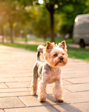 A dog of the Yorkshire terrier breed stands against the background of blurred trees and the sunset. The beautiful dog is eight years old. The photo is blurred. High quality photo