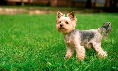 A dog of the Yorkshire terrier breed stands on a background of blurred green grass. The beautiful dog is eight years old. The photo is blurred. High quality photo