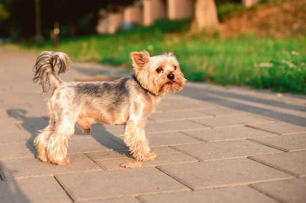 A dog of the Yorkshire terrier breed stands on the sidewalk against a background. The dog is illuminated by the rays of the sun. The beautiful dog is eight years old. The photo is blurred.